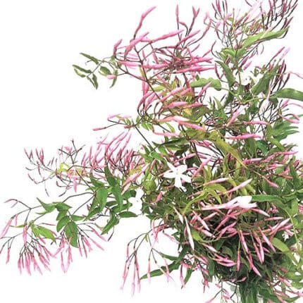 Jasmine Pink camflor