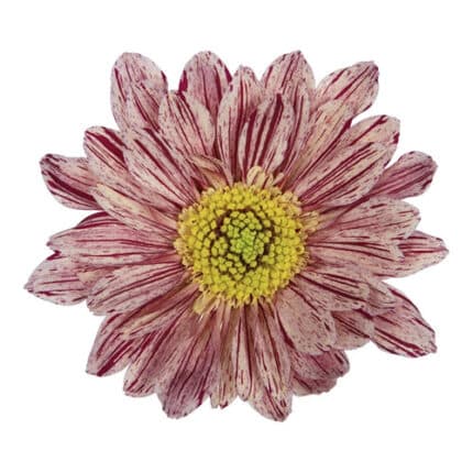Pom Daisy SerenitySalmon GDNS