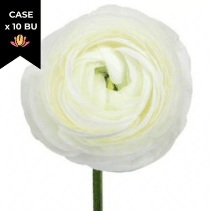 Ranunculus White(10case)rio se
