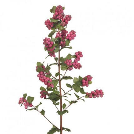 Snowberries Hot Pk chile