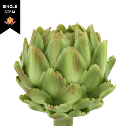 Artichoke Green tutuli(STEM)