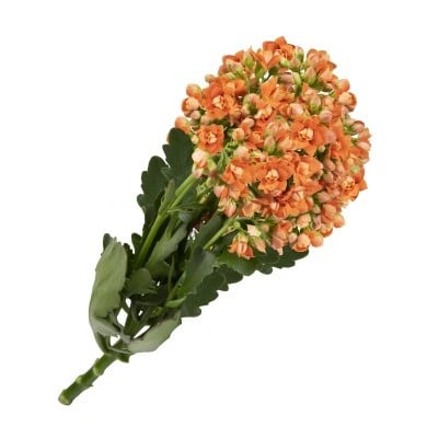 Kalanchoe Smooth Orange floris