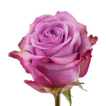 Rose CoolWater 40cm florisma