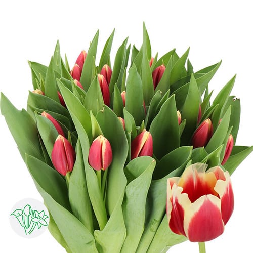 d9e833d9-7ba7-48ba-adb9-f9c342d87bed.jpg Tulip Red Yellow tip holl - Image 1