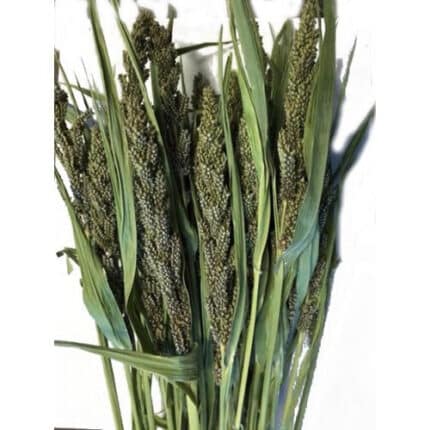 Millet Tapestry cramer
