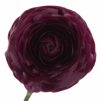 Ranunculus Viola tessa