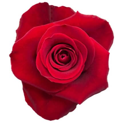 Rose Fortune 40cm rprima - R FOR 40 RP