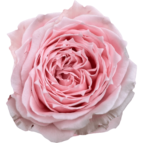 d9f81738-6a2c-475f-8f48-1e79bcedef34.png Rose Garden Princess Hitomi Ho - Image 1