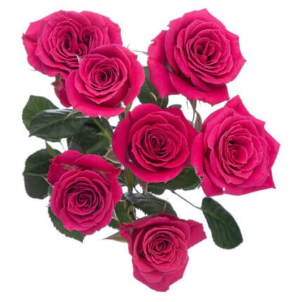 RoseSpray Hot Maj much