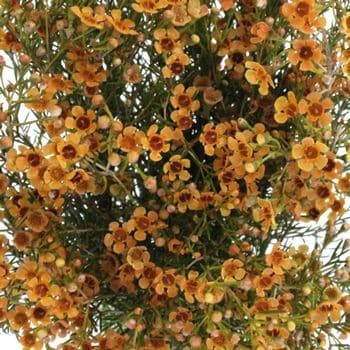 Waxflower Melon sole
