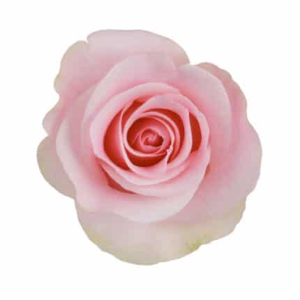 Rose Titanic 40cm Florecal