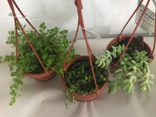 4.5" Succulent Hanging Basket