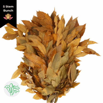 Dried Castanea Yellow holl