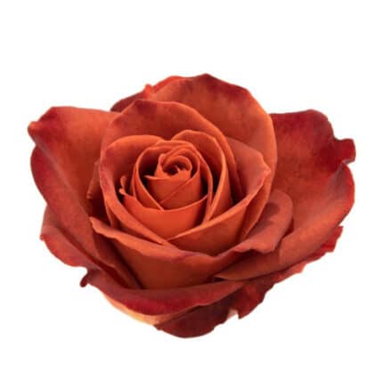 Rose CafeDelMar 50cm holex