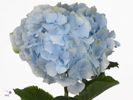 Hydro Blue holl(st)
