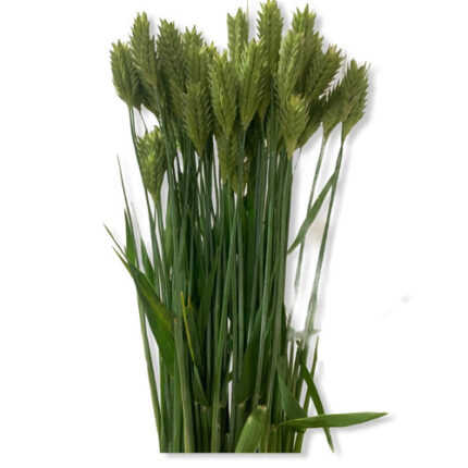 Barley cramer