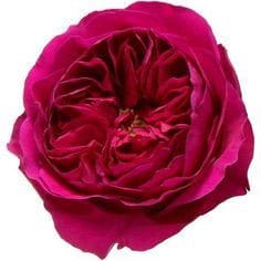 Rose Kate holex(12st)