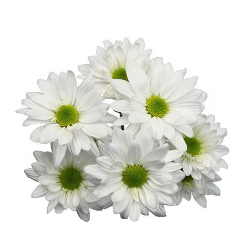 da623cbf-98b1-4d9d-bd9d-bd94b18f634a.jpg Pom Daisy Alma white gdns - Image 1