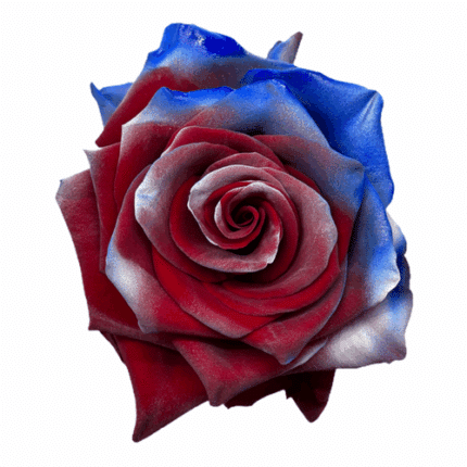 Rose T Patriot 50cm florecal