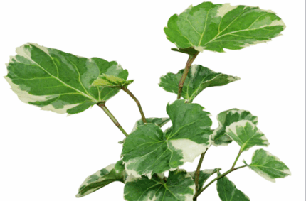 Aralia Leaves variegated magic(10st)