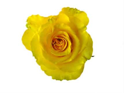 Rose Regata 40cm naranjo