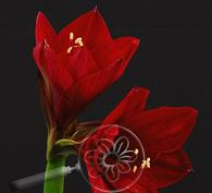 Amarylis tinto night holl(st)