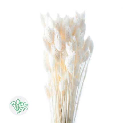 Phalaris Bleached holex