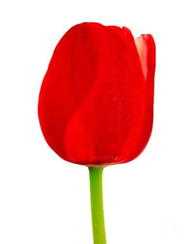 Tulip Isle Saint Jean canada
