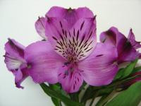 Alstro CoteDAzur cont  purp su