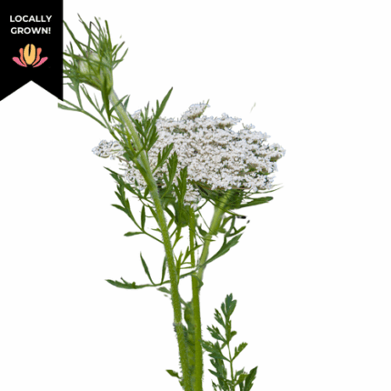Lace Queen Annes Cramer