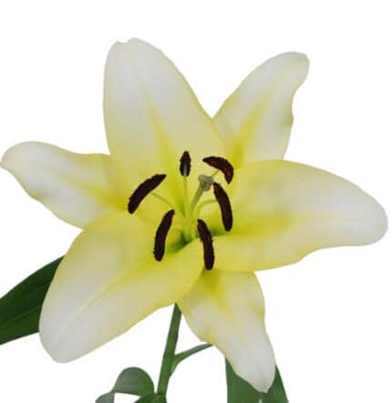 Lily Outback can.