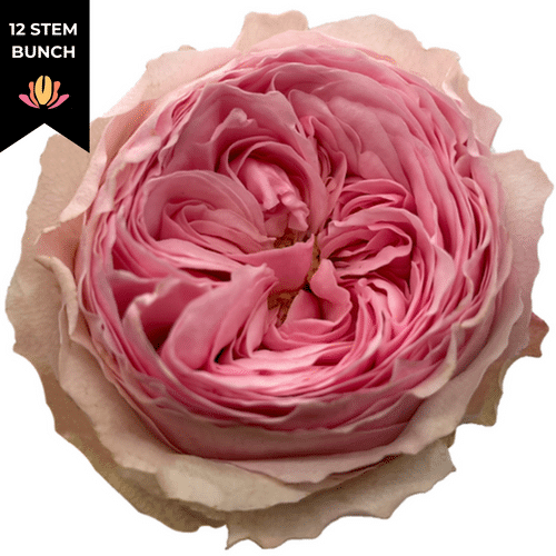 dacb5779-63eb-43ea-85d8-f7ce267da841.png Rose Gdn Mansfield Park(12st)florecal - Image 1