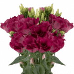 Lisanthus Magenta can. - Image 2