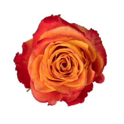Roses Silantoi 50cm tessa