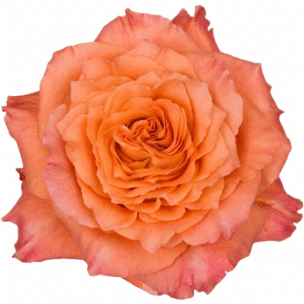 Rose Free Spirit 50cm misty