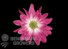 Pom Daisy Fiction bmark lav