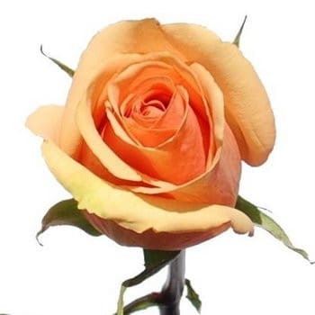 Rose Caramel 70cm rfi