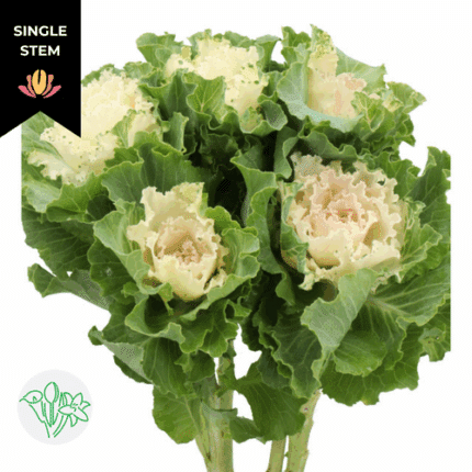 Kale Ruffle White holl (stem)