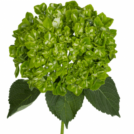 Hydrangea Variegated Green Sas