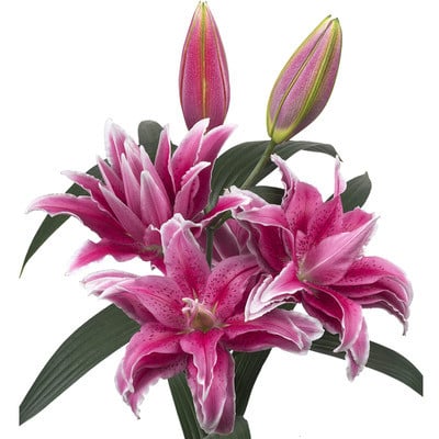 Lily Rose Thalissa sande