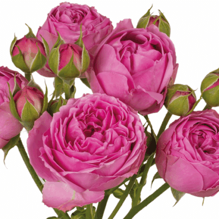 Rosespray Marvellous Bubbles D