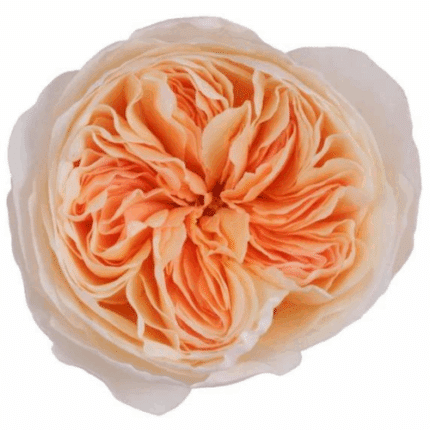 Rose Juliet fresca