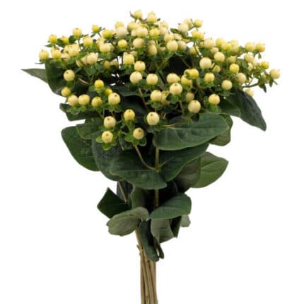 Hypericum Coco Uno tessa