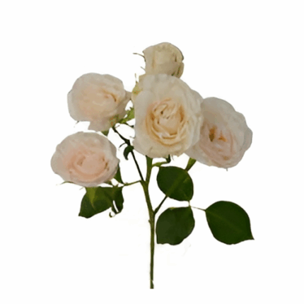 RoseSpray Be True tessa