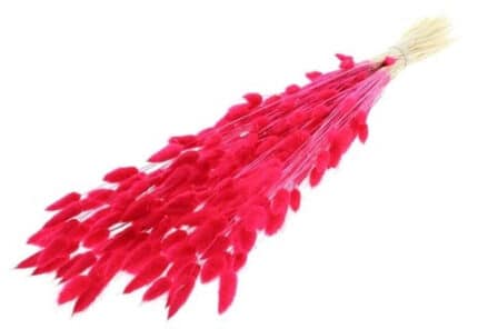 Dried Lagurus Pink Cerise holl