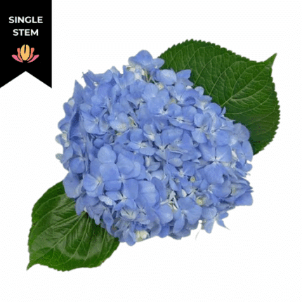Hydrangea Shock Blue Jumbo(st)
