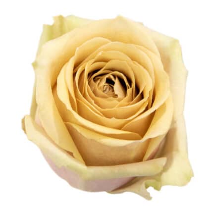 Rose Golden Mustard gdns