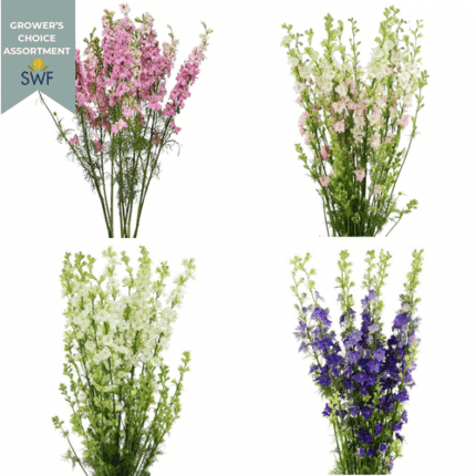 Larkspur Asst(12case)rio