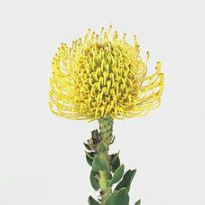Pincushions Yellow bandy(STEM)