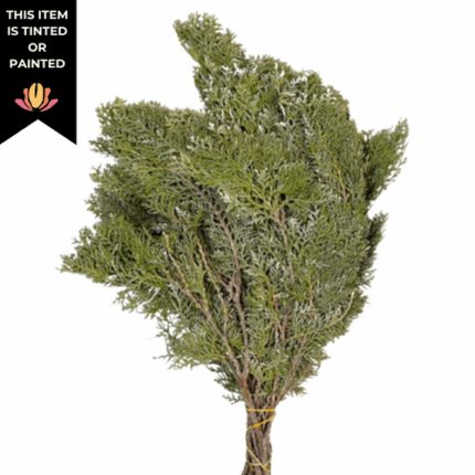Arborvitae Frosted Silver